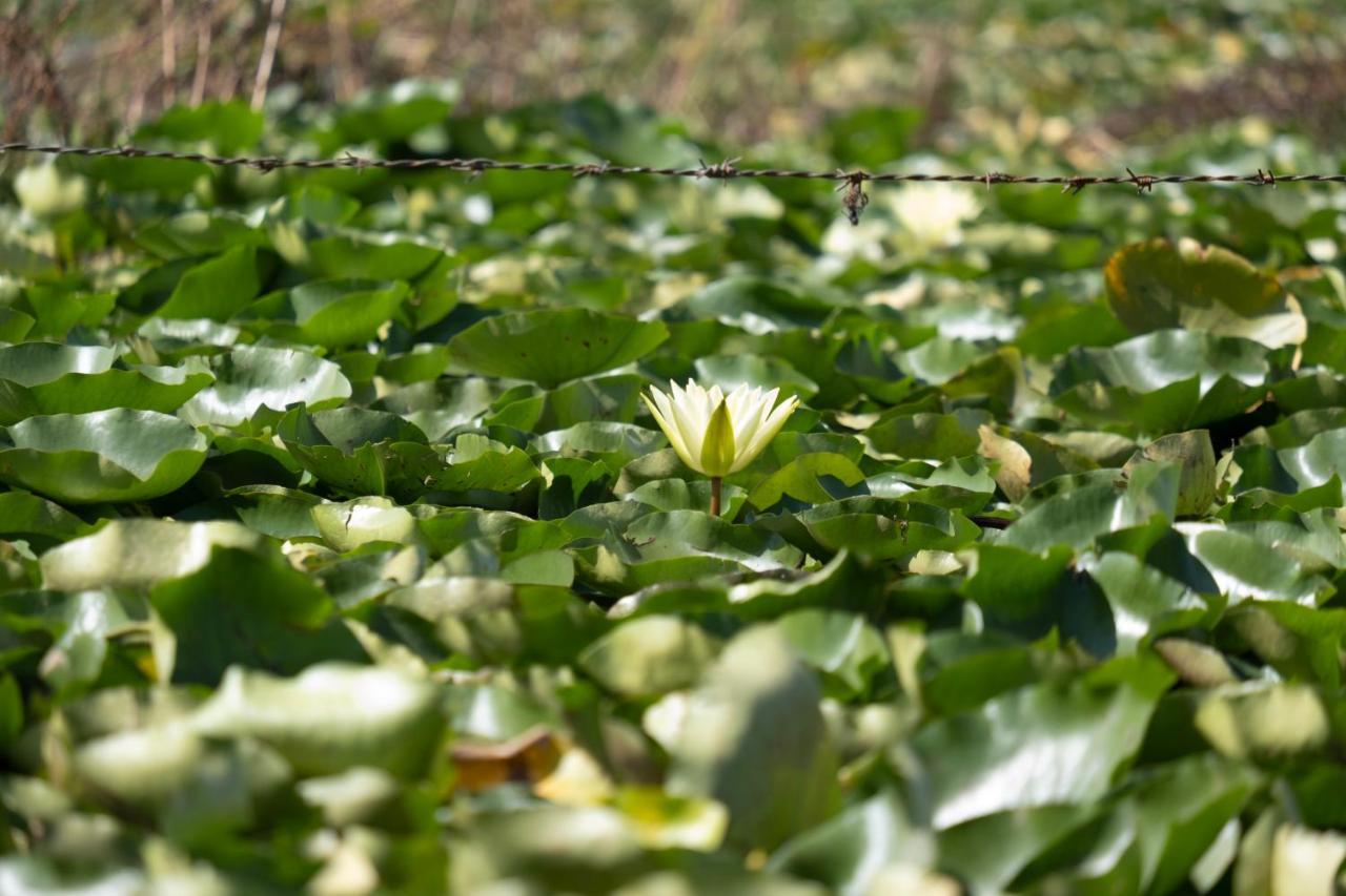 Srīnagar Green View Group Of Houseboats酒店 客房 照片